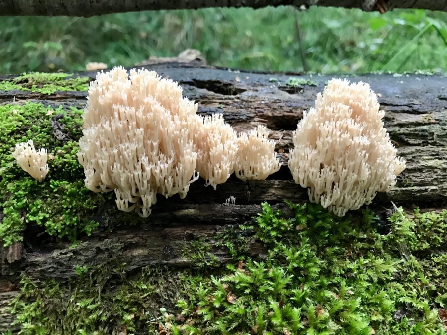 Волжанка гриб фото