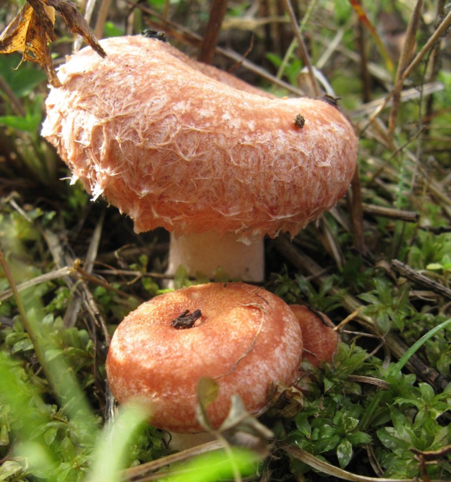 Гриб волнушка съедобный