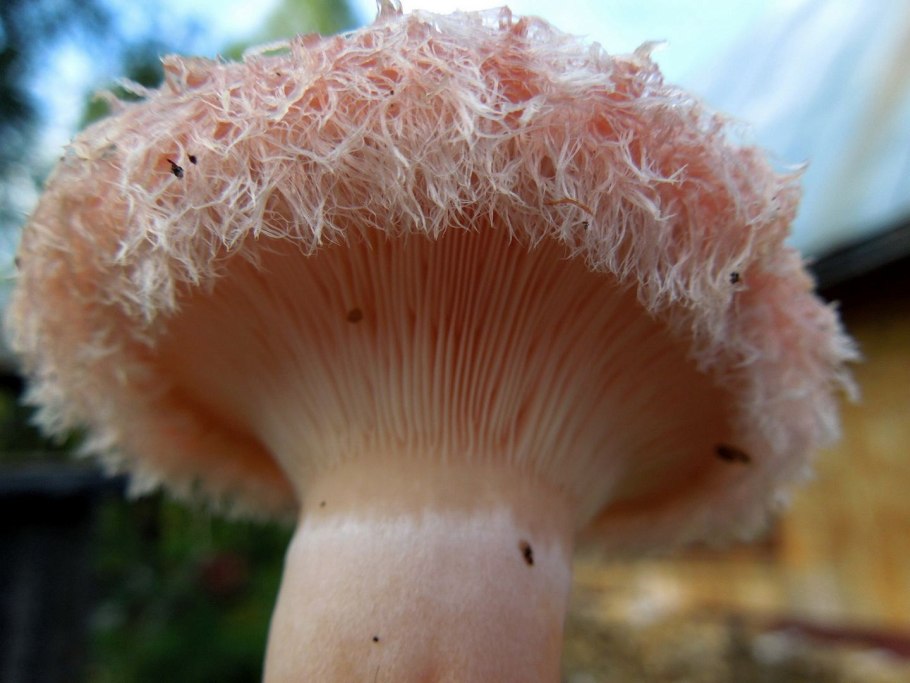 Волнушка пластинчатый гриб