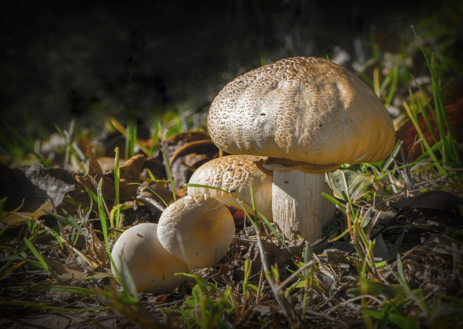 Волжанка гриб