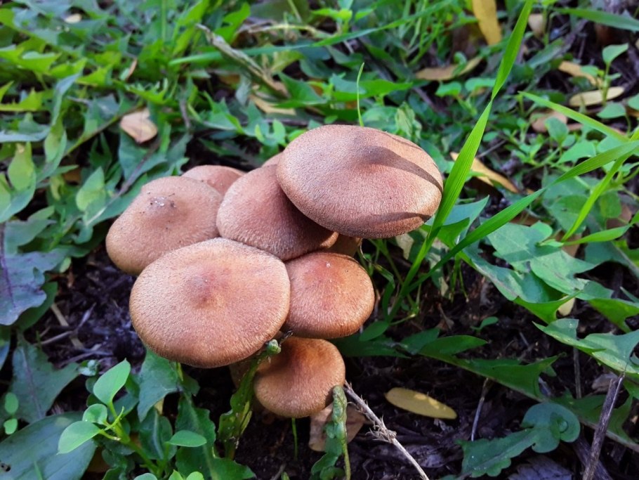 Чинарики грибы