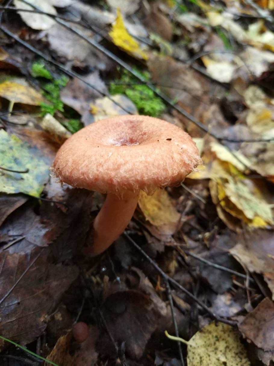 Гриб волнушка розовая