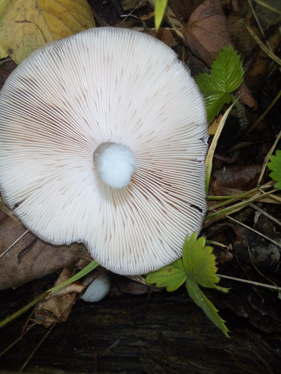 Гриб волнушка съедобный