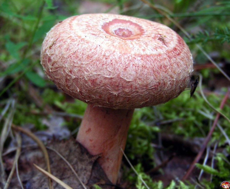 Волнушка розовая