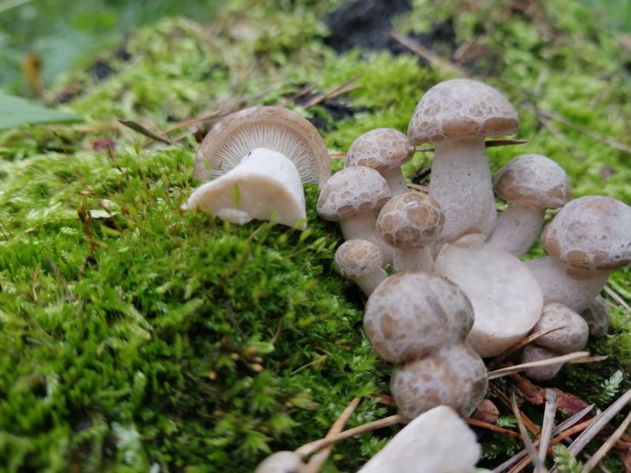 Волнушка диарейная