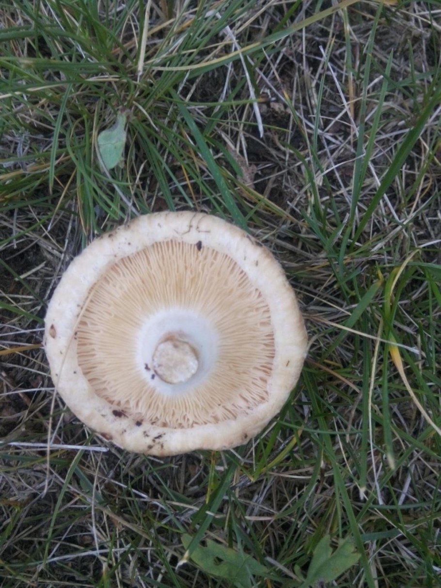 Psathyrella lacrymabunda)