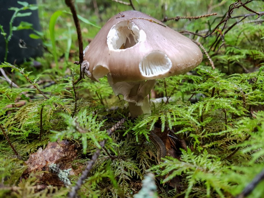 Волнушка розовая Lactárius torminósus