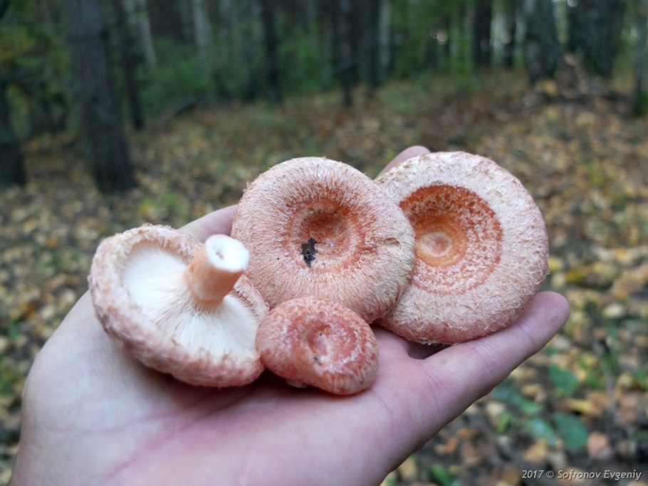 Волнушка гименофор