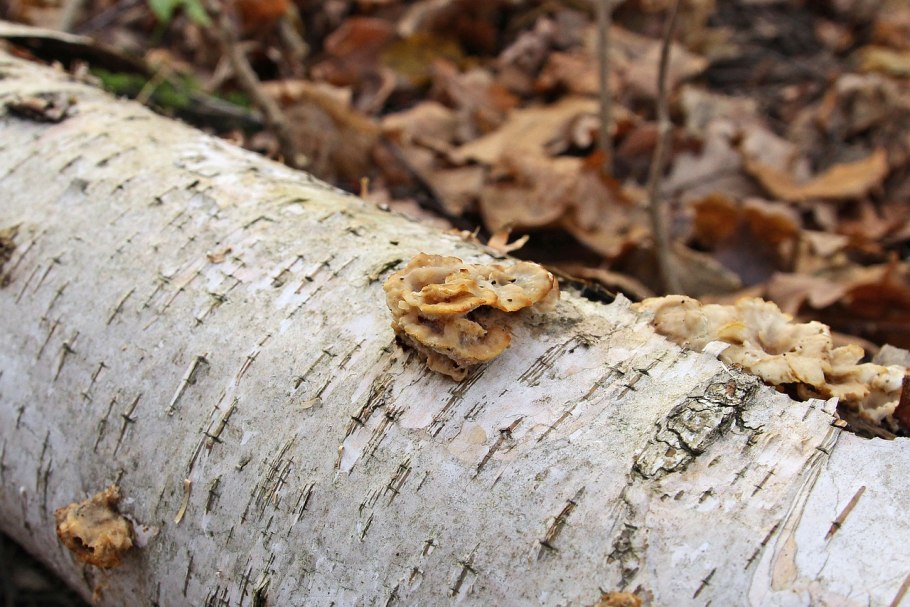 Зараженная береза грибами