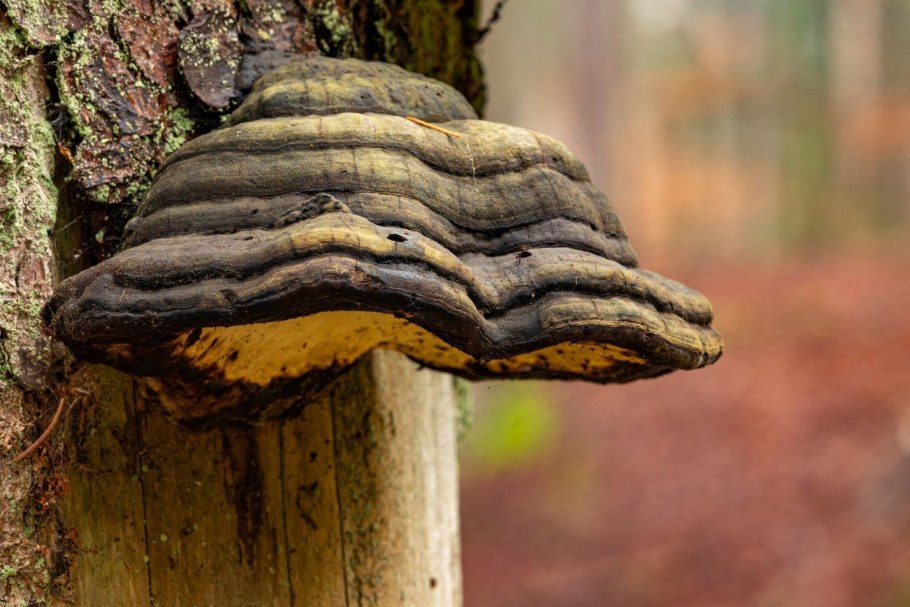 Древесные грибы на Березе