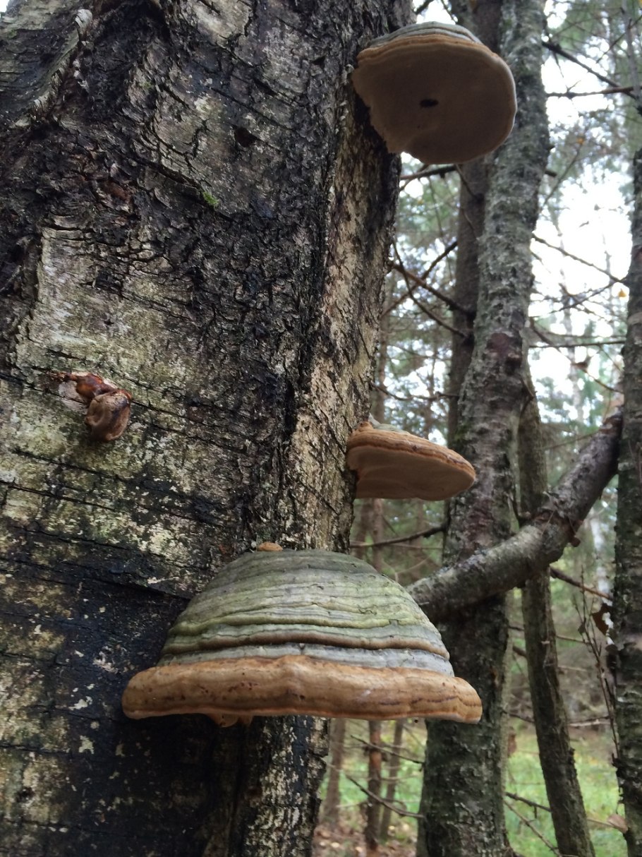 Грибы трутовики поселяются на деревьях