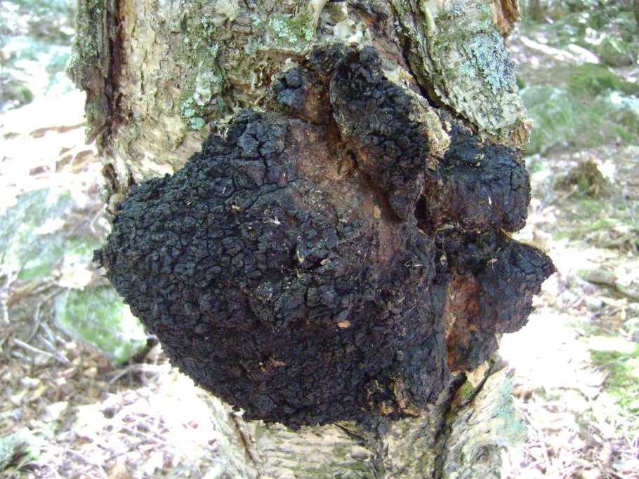 Трутовик настоящий fomes fomentarius