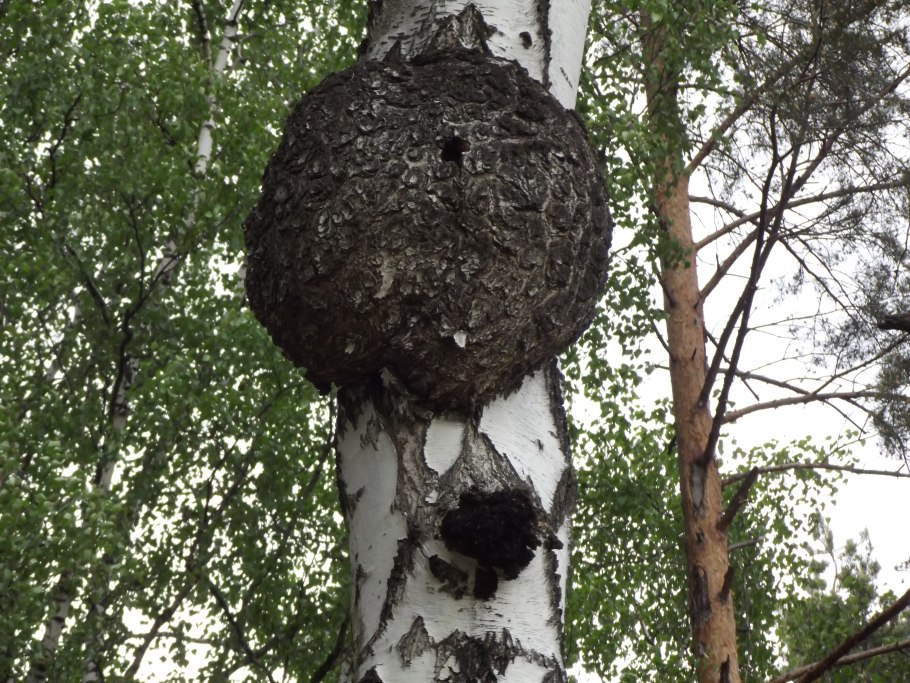 Чага нарост на стволе Березки