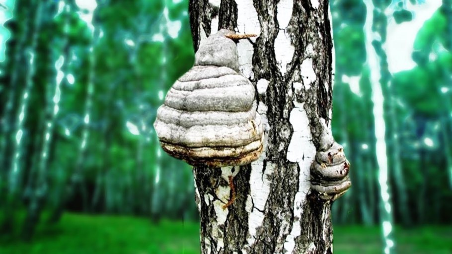 Трутовик берёзовый