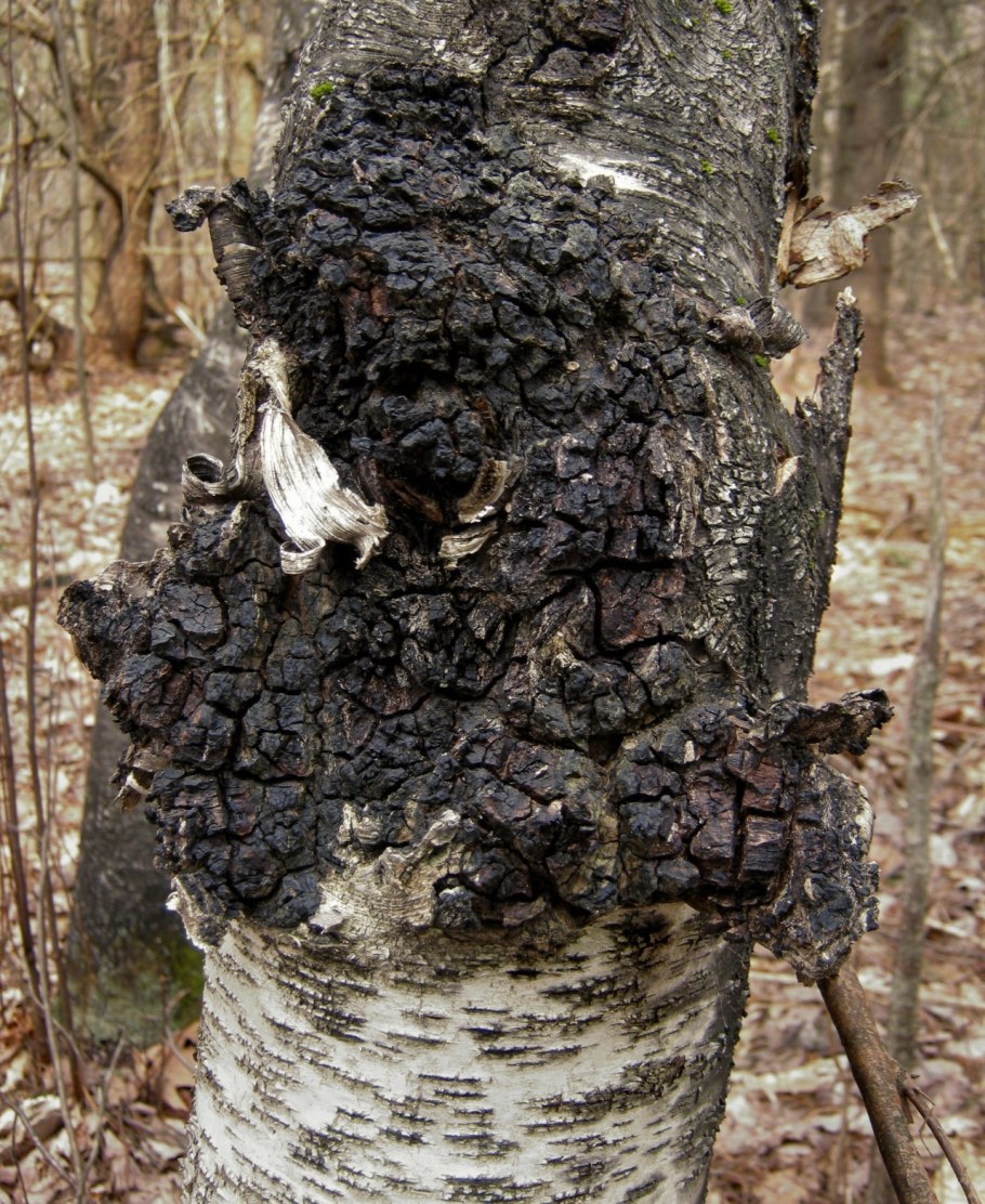 Inonotus obliquus чага