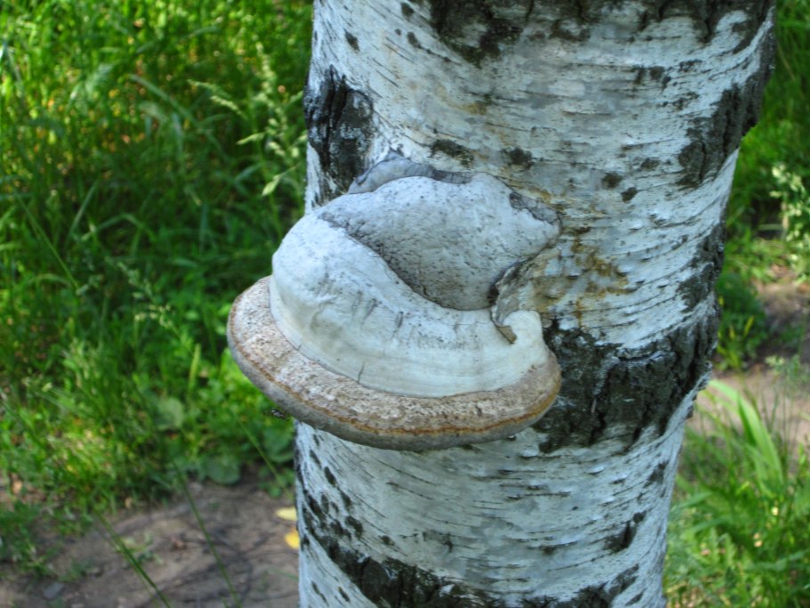 Гриб трутовик чага