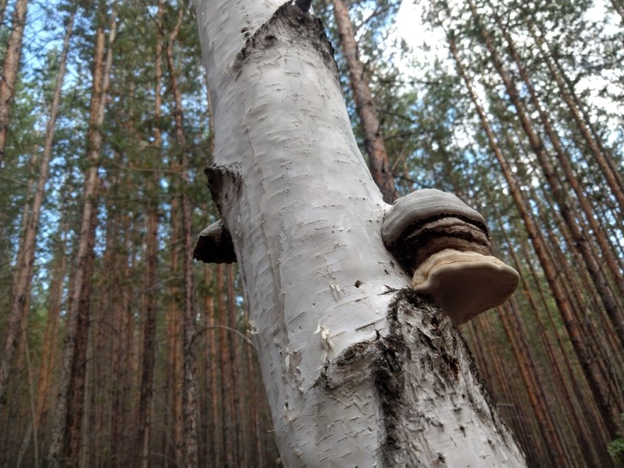 Гриб чага на Березе