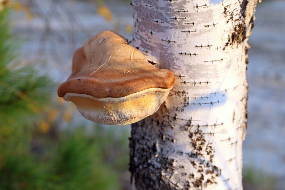 Поганки растущие на живой Березе