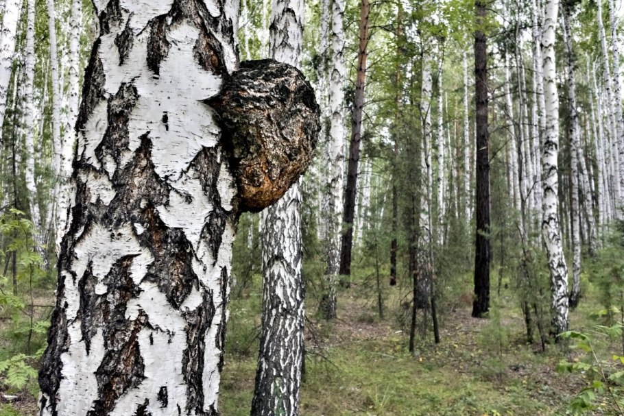 Грибок на Березе