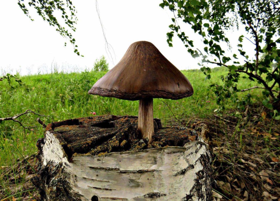 Березовый лес с чагой