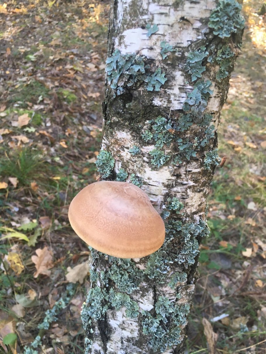 Чага (березовый гриб)