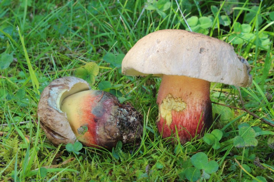 Caloboletus calopus