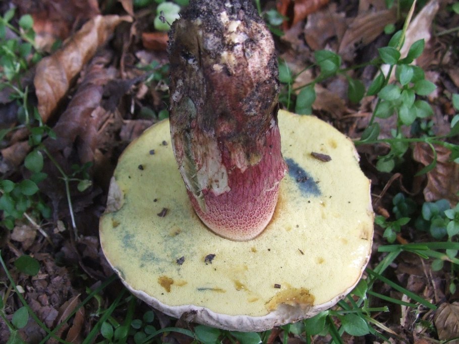 Caloboletus calopus
