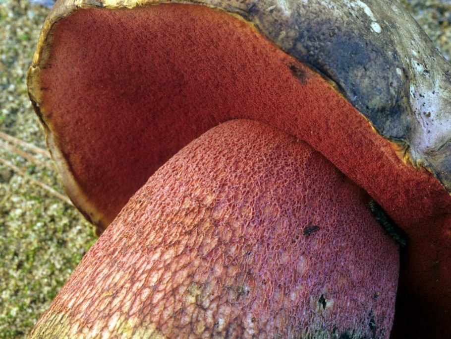Боровик девичий (Boletus appendiculatus)