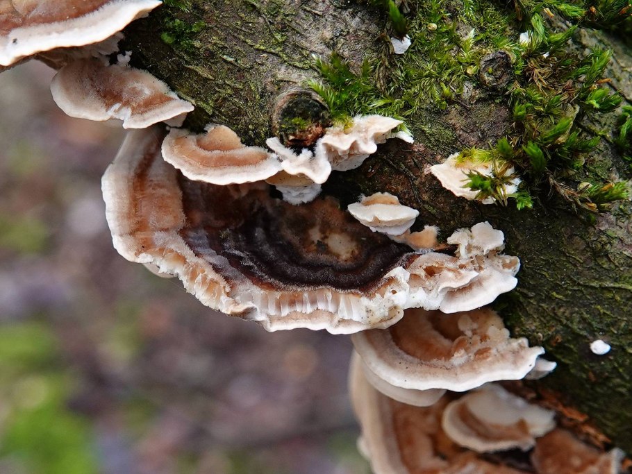 11. Fomitopsis pinicola – трутовик окаймлённый