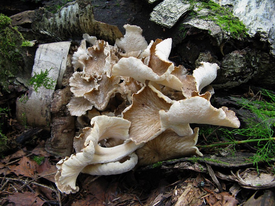 Трутовик гриб клубненосный