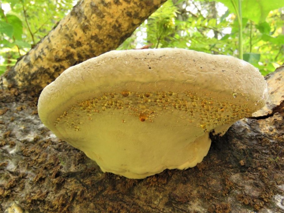 Трутовик вешенки