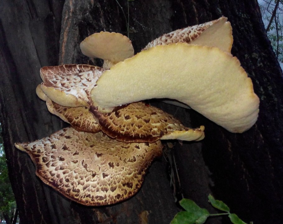 Трутовик коралловидный