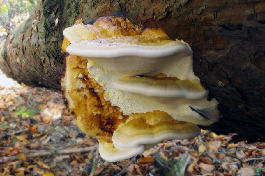 Трутовик окаймленный Fomitopsis pinicola