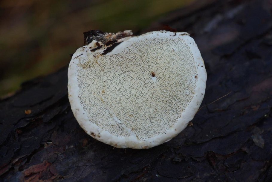 Окаймленный трутовик гниль