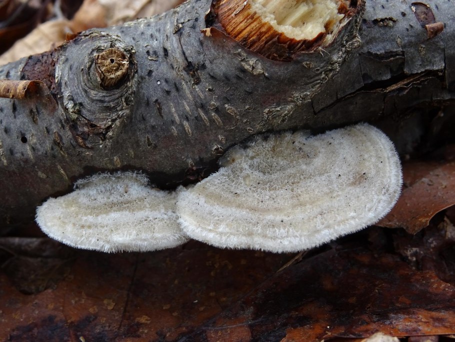 Trametes pubescens