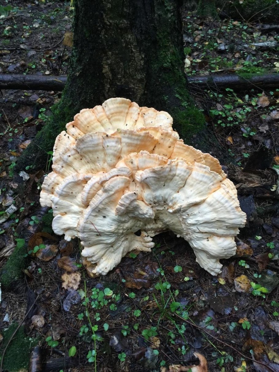 Трутовик уховидный