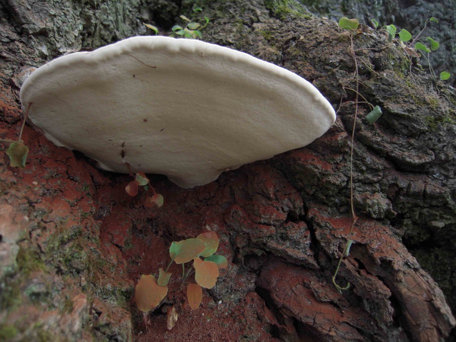 Трутовик Лисий