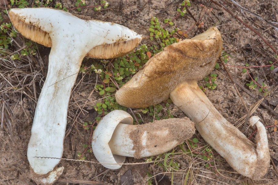 Гиропорус песчаный съедобный?