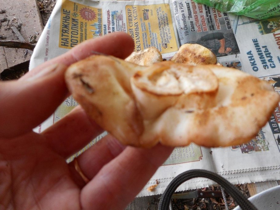 Гриб Гиропорус песчаный