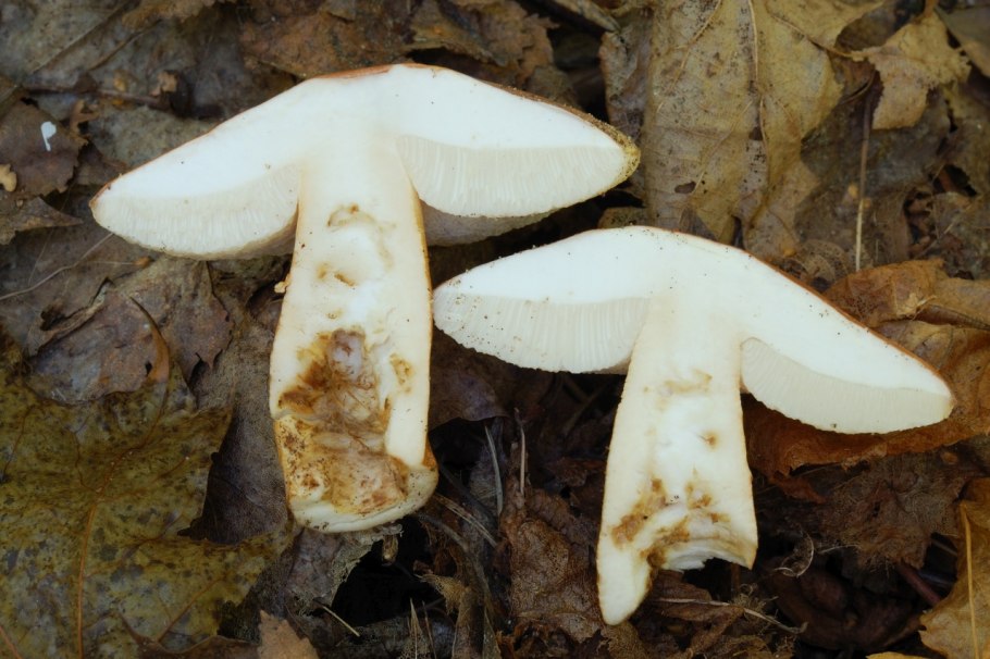 Гиропорус песчаный съедобный или нет