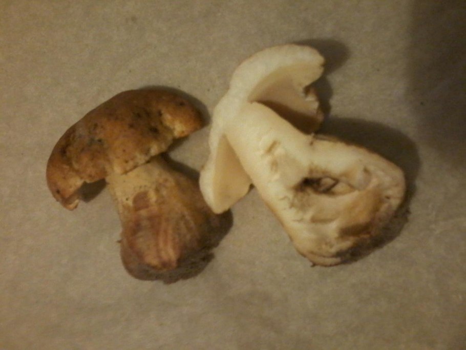 Гриб Гиропорус песчаный