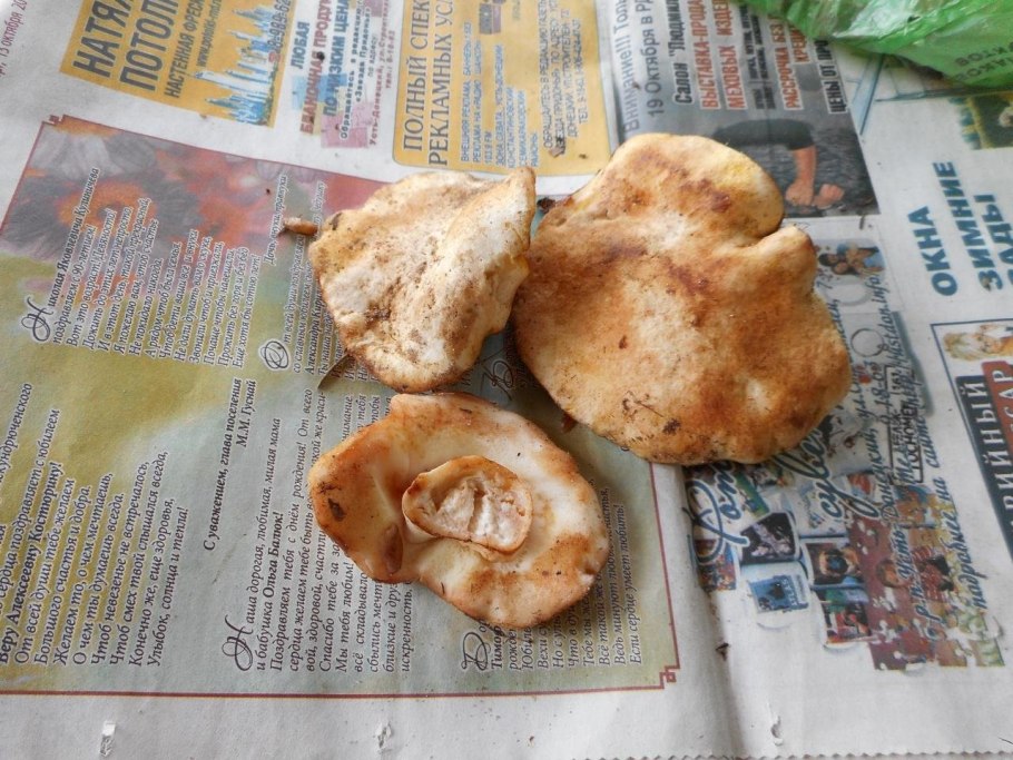 Гриб Гиропорус сибалбеллус