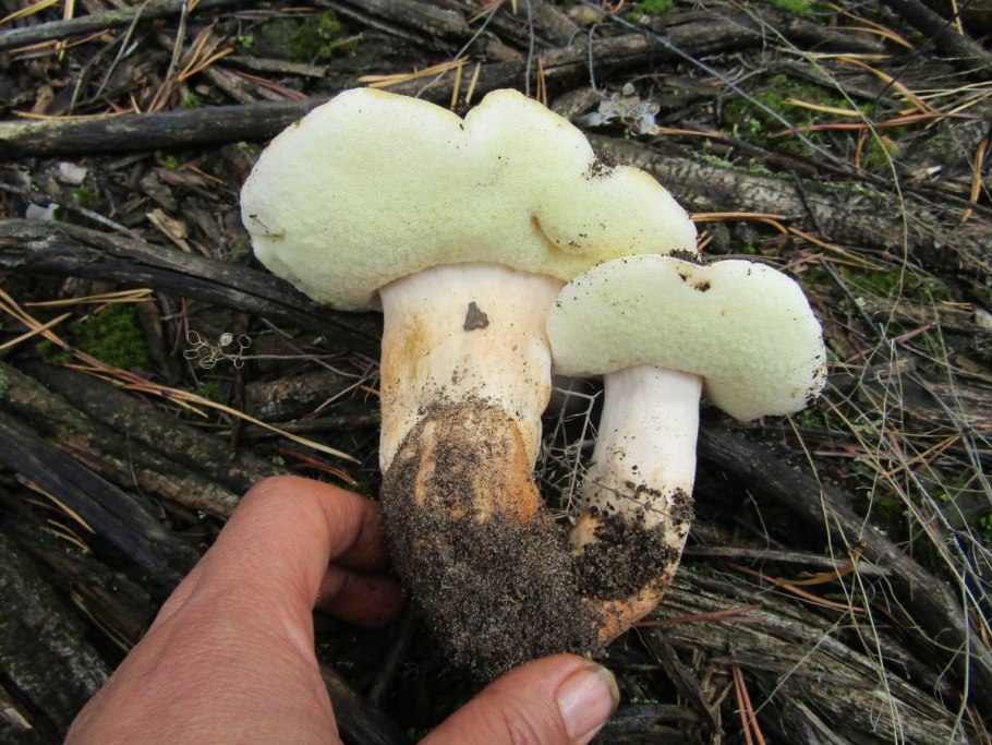 Гиропор каштановый