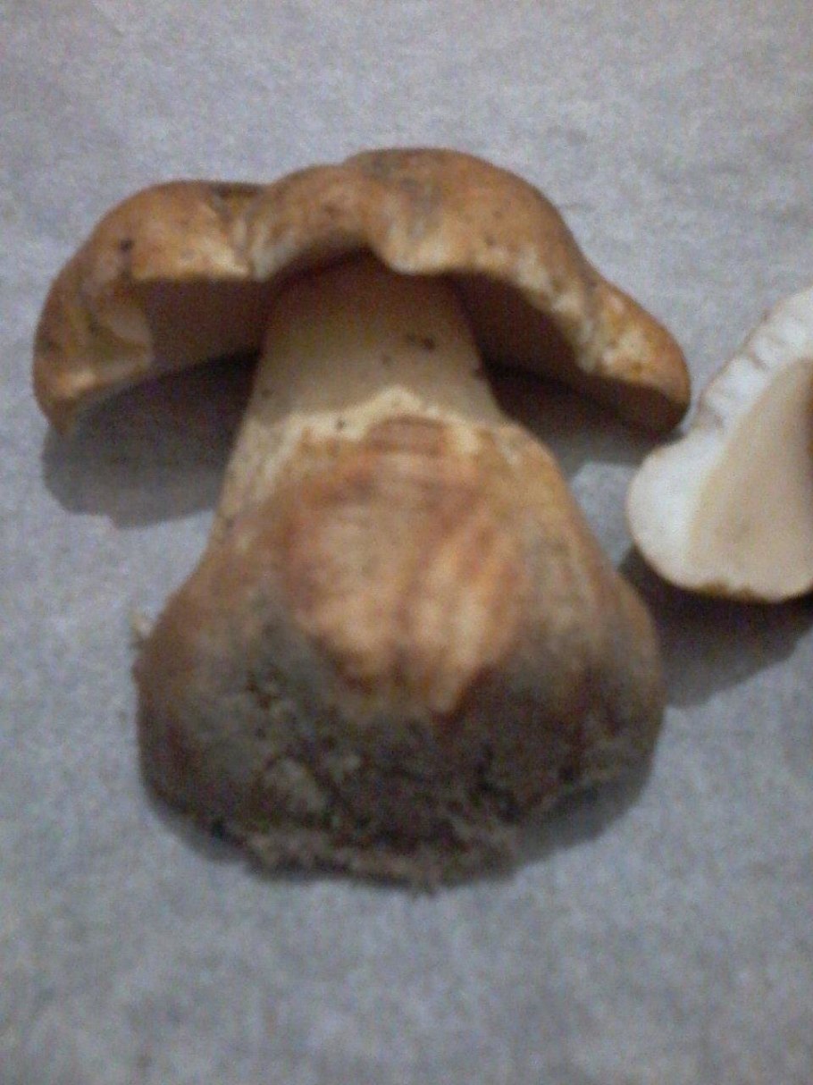 Gyroporus castaneus