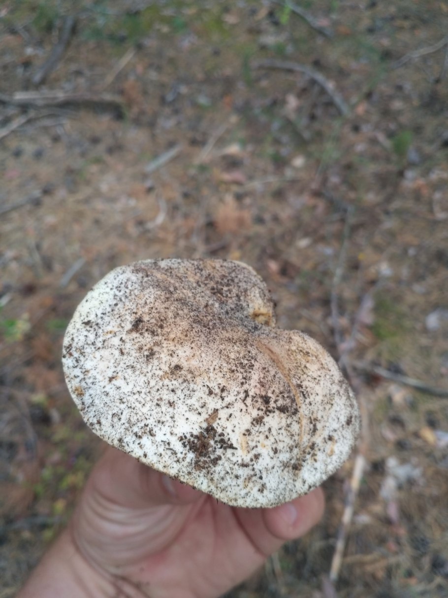 Gyroporus ammophilus