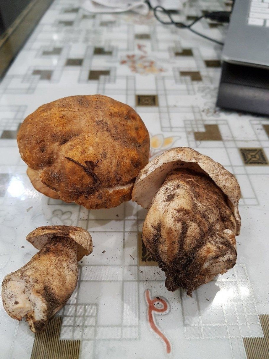 Песочный гриб