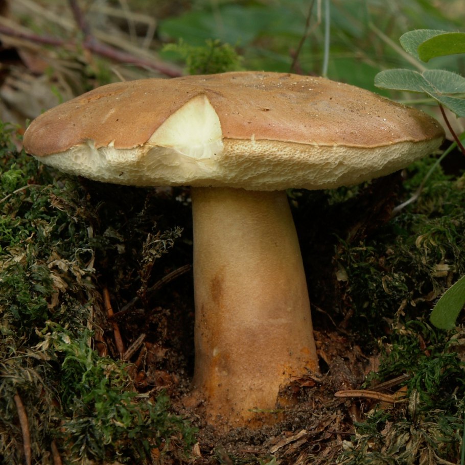 Гиропор каштановый