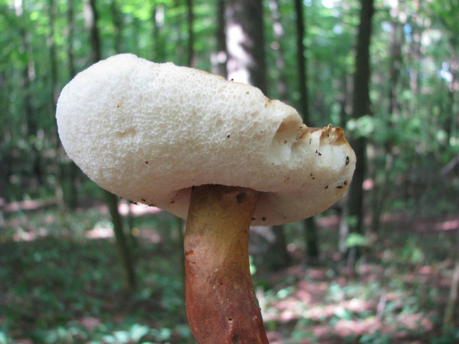 Гриб синяк съедобный