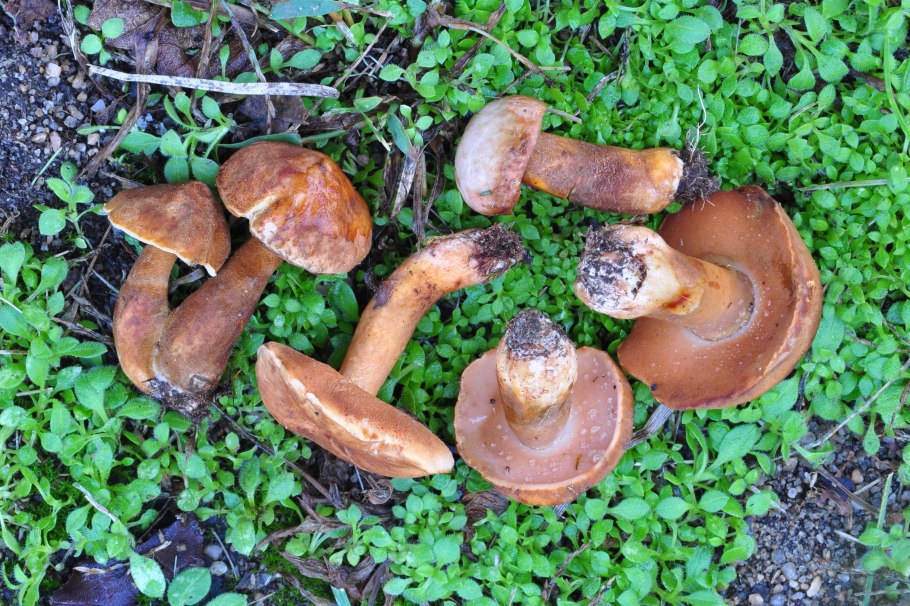 Гиропорус синеющий (Gyroporus cyanescens)