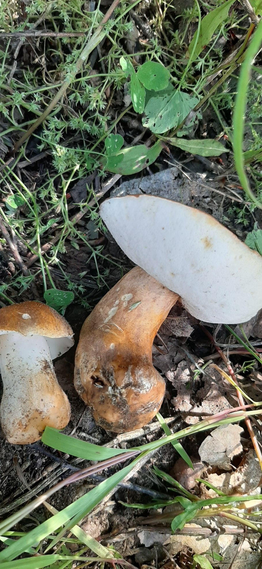 Гриб Гиропорус